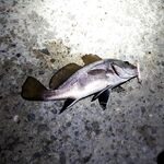 Сочи на рассветах и закатах: десятки поклёвок, весь улов обратно и просьба к местным