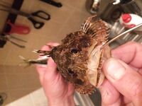 Смена погоды в Крыму: упор по ставриде, бонусы камбала и горбылёк, отпущены