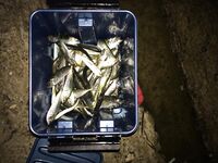 Фотографии дневных выходов: волны, валуны и следы кефали на кромке водорослей