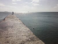 Заплывы с маской от Нового Света до Судака: кефаль, пеленгас и одна встреча со скатом