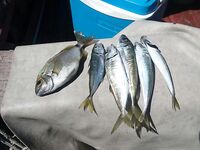 Севастополь с лодки: подвеска до 9 утра, потом микроджиг и «почти ручные» дельфины