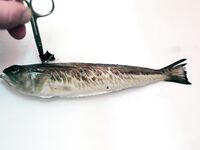 Евпатория с аварийного пирса: донка, техас в отвес и осторожно с дракончиком