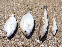 Евпатория с аварийного пирса: донка, техас в отвес и осторожно с дракончиком