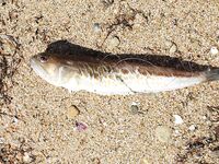 Евпатория с аварийного пирса: донка, техас в отвес и осторожно с дракончиком