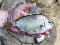 Евпатория с аварийного пирса: донка, техас в отвес и осторожно с дракончиком