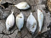 Евпатория с аварийного пирса: донка, техас в отвес и осторожно с дракончиком