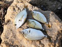 Евпатория с аварийного пирса: донка, техас в отвес и осторожно с дракончиком