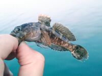 Евпатория с аварийного пирса: донка, техас в отвес и осторожно с дракончиком