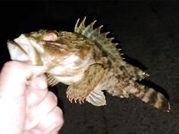 Евпатория с аварийного пирса: донка, техас в отвес и осторожно с дракончиком