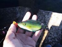 Рокфишинг на диком пляже Геленджика: три часа экспериментов с нереисой и рачками