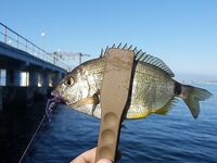 Рокфишинг на диком пляже Геленджика: три часа экспериментов с нереисой и рачками