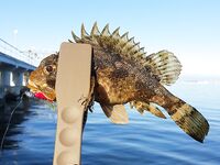 Рокфишинг на диком пляже Геленджика: три часа экспериментов с нереисой и рачками