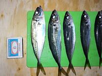 Ставрида на мини пилькеры и микросиликон: короткая утренняя рыбалка в Крыму вкуснее мая