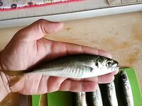 Ставрида на мини пилькеры и микросиликон: короткая утренняя рыбалка в Крыму вкуснее мая