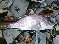 Обещанные фотографии уловов: фиксирую результаты по прошлым выездам