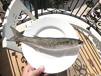 Болгария, Равда: телескоп «китаец», червь морской и долгожданная кефаль на волнорезе