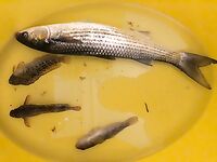 Болгария, Равда: телескоп «китаец», червь морской и долгожданная кефаль на волнорезе