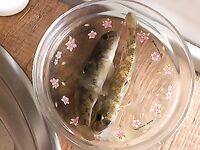 Болгария, Равда: телескоп «китаец», червь морской и долгожданная кефаль на волнорезе