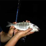 Сочи, 1/4 ЧМ 2018: Blue Bird travel, Power Isome L и редкий мармир на волнорезах