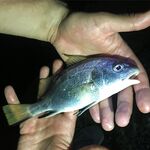 Сочи, 1/4 ЧМ 2018: Blue Bird travel, Power Isome L и редкий мармир на волнорезах