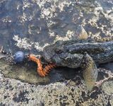 Сочи, 1/4 ЧМ 2018: Blue Bird travel, Power Isome L и редкий мармир на волнорезах