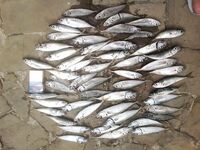 Последняя МОРСКАЯ в сезоне: закрытие и переключение на Оку — точка поставлена