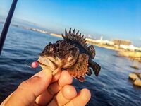 Первый день у моря: прозрачная галька, ерш стартует, ласкирь хитрит и ночь за ставридой