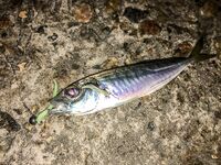 Первый день у моря: прозрачная галька, ерш стартует, ласкирь хитрит и ночь за ставридой