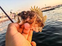 Первый день у моря: прозрачная галька, ерш стартует, ласкирь хитрит и ночь за ставридой