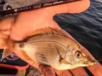 Первый день у моря: прозрачная галька, ерш стартует, ласкирь хитрит и ночь за ставридой