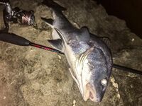 Ночь в диких местах: Specter, светонакопительный Shirasu и горбыль как трофей