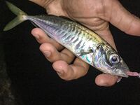 Ночь в диких местах: Specter, светонакопительный Shirasu и горбыль как трофей