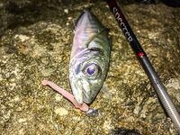 Ночь в диких местах: Specter, светонакопительный Shirasu и горбыль как трофей