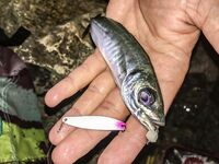 Ночь в диких местах: Specter, светонакопительный Shirasu и горбыль как трофей