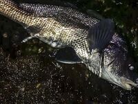 Ночь в диких местах: Specter, светонакопительный Shirasu и горбыль как трофей