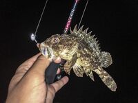 Ночь в диких местах: Specter, светонакопительный Shirasu и горбыль как трофей