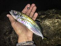 Ночь в диких местах: Specter, светонакопительный Shirasu и горбыль как трофей