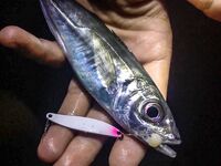 Ставрида опаздывала: Spider Pro до 5 г, джиг-головы 1.3–2.5 и ночной выход