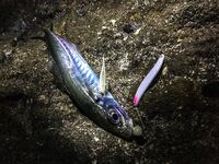 Ставрида опаздывала: Spider Pro до 5 г, джиг-головы 1.3–2.5 и ночной выход