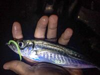 Ставрида опаздывала: Spider Pro до 5 г, джиг-головы 1.3–2.5 и ночной выход