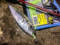 Ставрида опаздывала: Spider Pro до 5 г, джиг-головы 1.3–2.5 и ночной выход