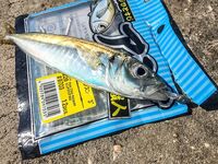 Ставрида опаздывала: Spider Pro до 5 г, джиг-головы 1.3–2.5 и ночной выход