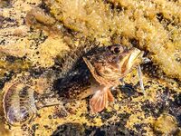 Ставрида опаздывала: Spider Pro до 5 г, джиг-головы 1.3–2.5 и ночной выход