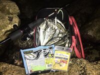 Ставрида опаздывала: Spider Pro до 5 г, джиг-головы 1.3–2.5 и ночной выход