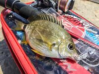 Ставрида опаздывала: Spider Pro до 5 г, джиг-головы 1.3–2.5 и ночной выход