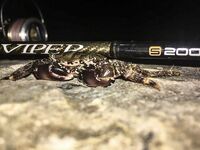 Не каждый пирс рабочий: Damiki Balhae 7 г, Tokon 9 г и первый сарган после луфаря