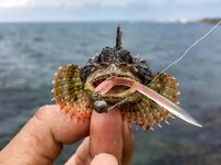 Не каждый пирс рабочий: Damiki Balhae 7 г, Tokon 9 г и первый сарган после луфаря