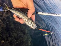 Остров по грудь и сарган-«макароны»: два пилькера улетели, но вечер незабываем