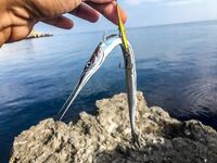 Остров по грудь и сарган-«макароны»: два пилькера улетели, но вечер незабываем