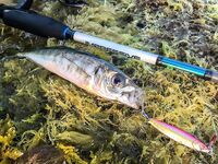 Остров по грудь и сарган-«макароны»: два пилькера улетели, но вечер незабываем